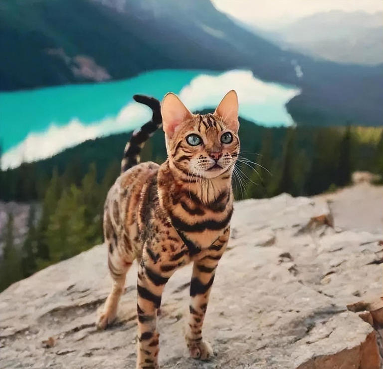 高颜值猫咪大盘点！如何让你的爱宠美颜升级？