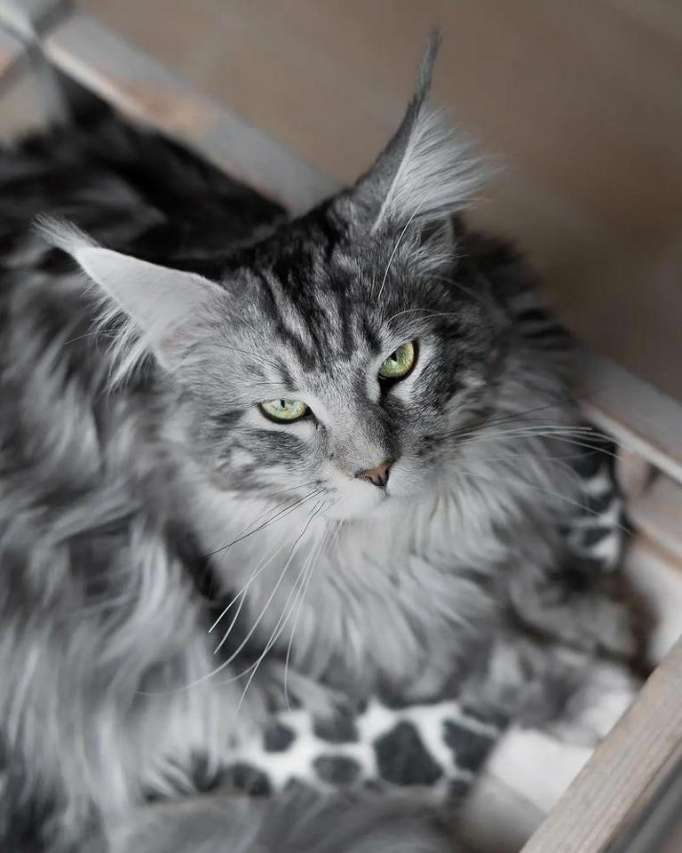 高颜值猫咪大盘点！如何让你的爱宠美颜升级？