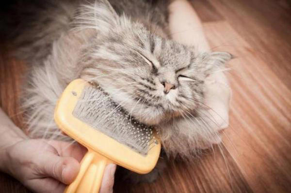 高颜值猫咪大盘点！如何让你的爱宠美颜升级？