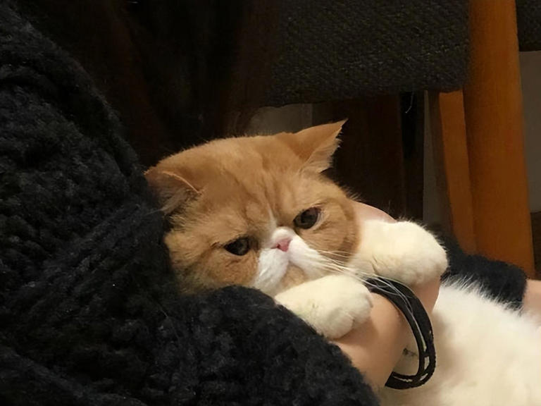 高颜值猫咪大盘点！如何让你的爱宠美颜升级？