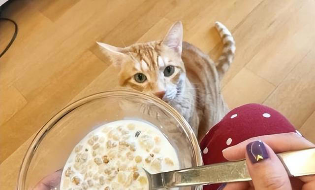 想要猫咪“肠道”健康，这几种金牌食物不能少！