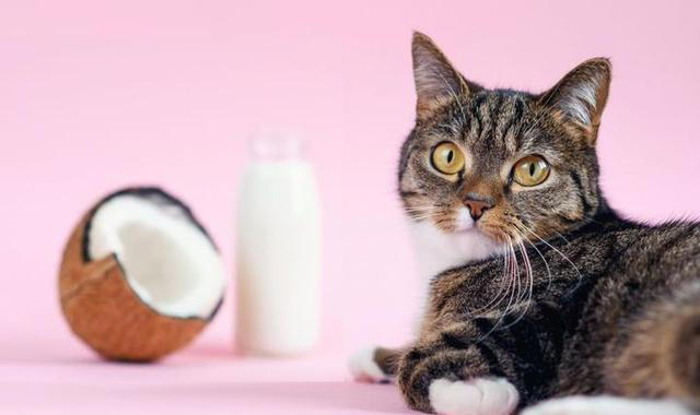 想要猫咪“肠道”健康，这几种金牌食物不能少！