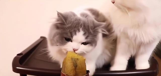 想要猫咪“肠道”健康，这几种金牌食物不能少！