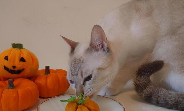 想要猫咪“肠道”健康，这几种金牌食物不能少！