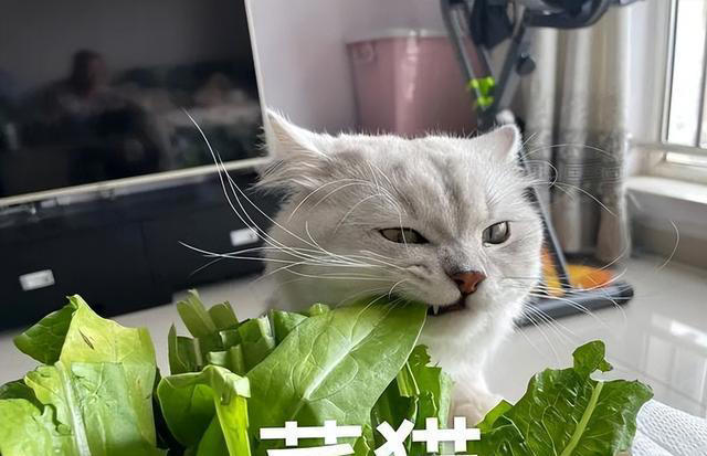 想要猫咪“肠道”健康，这几种金牌食物不能少！