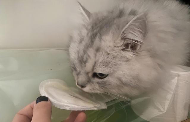 想要猫咪“肠道”健康，这几种金牌食物不能少！