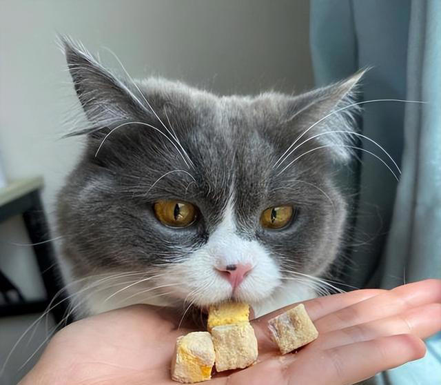 想要猫咪“肠道”健康，这几种金牌食物不能少！