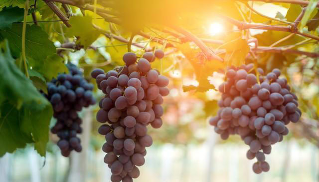 适合夏天吃的五种水果，养肝补血，来挑选自己喜欢的吧！