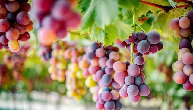 适合夏天吃的五种水果，养肝补血，来挑选自己喜欢的吧！