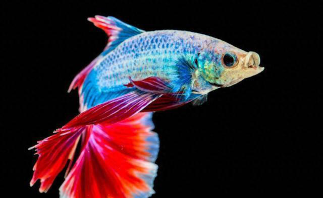 看看你的性格适合养什么鱼？