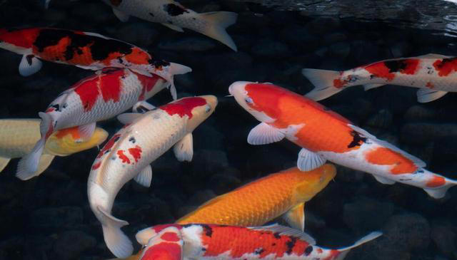 看看你的性格适合养什么鱼？