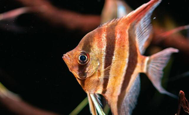 看看你的性格适合养什么鱼？