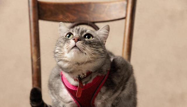 猫咪为什么对所有事情都好奇？是天生的吗？如何满足猫咪的好奇心