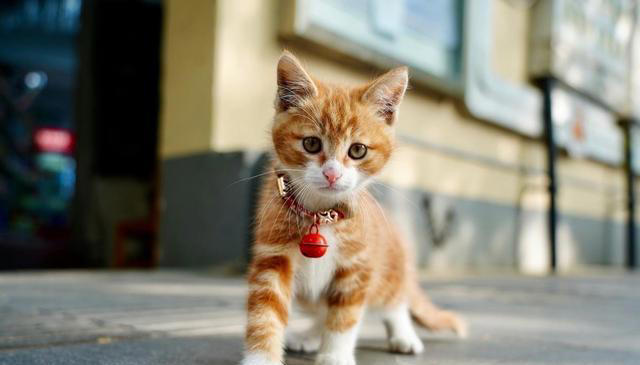 猫咪为什么对所有事情都好奇？是天生的吗？如何满足猫咪的好奇心