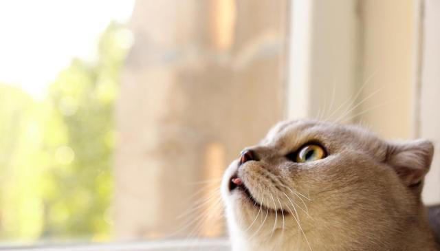 猫咪为什么对所有事情都好奇？是天生的吗？如何满足猫咪的好奇心