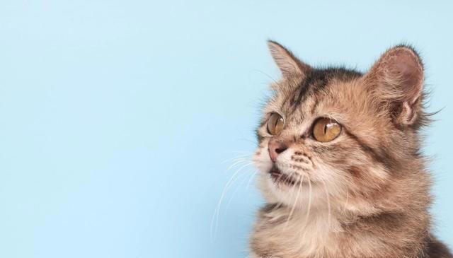 猫咪为什么对所有事情都好奇？是天生的吗？如何满足猫咪的好奇心