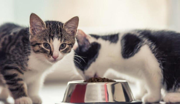 健康为前提，猫咪必喂的东西有哪些