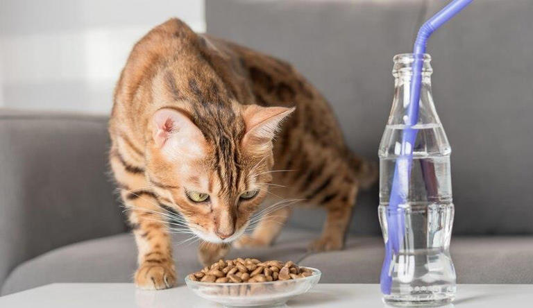 健康为前提，猫咪必喂的东西有哪些