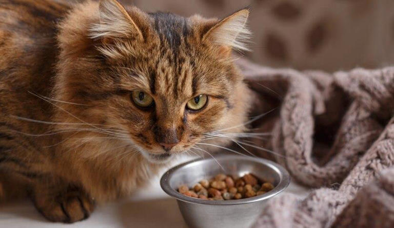 健康为前提，猫咪必喂的东西有哪些