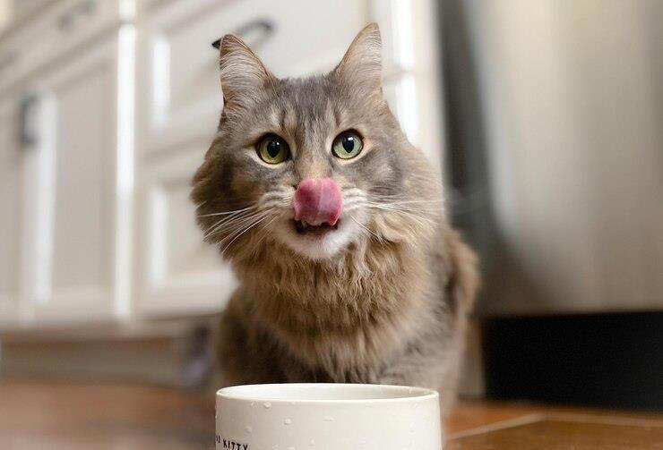 健康为前提，猫咪必喂的东西有哪些