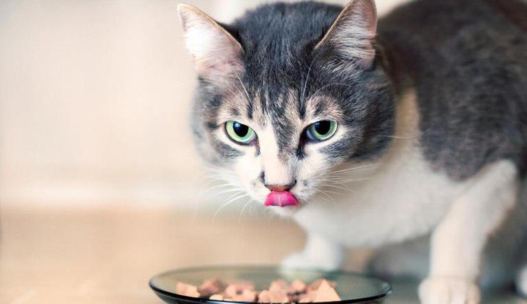 健康为前提，猫咪必喂的东西有哪些