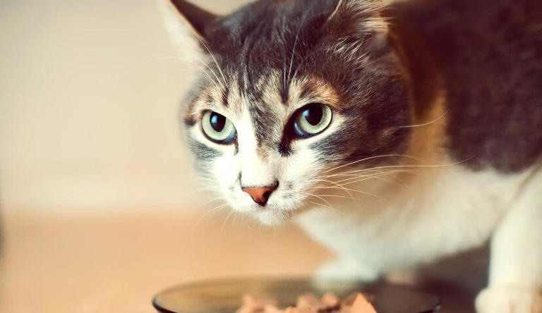 健康为前提，猫咪必喂的东西有哪些