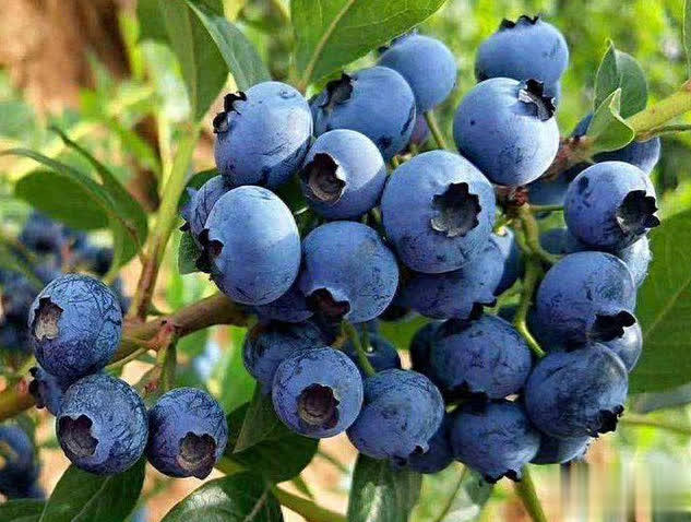 特别适合盆栽的小浆果蓝莓，做好这6点，轻松实现蓝莓果自由！