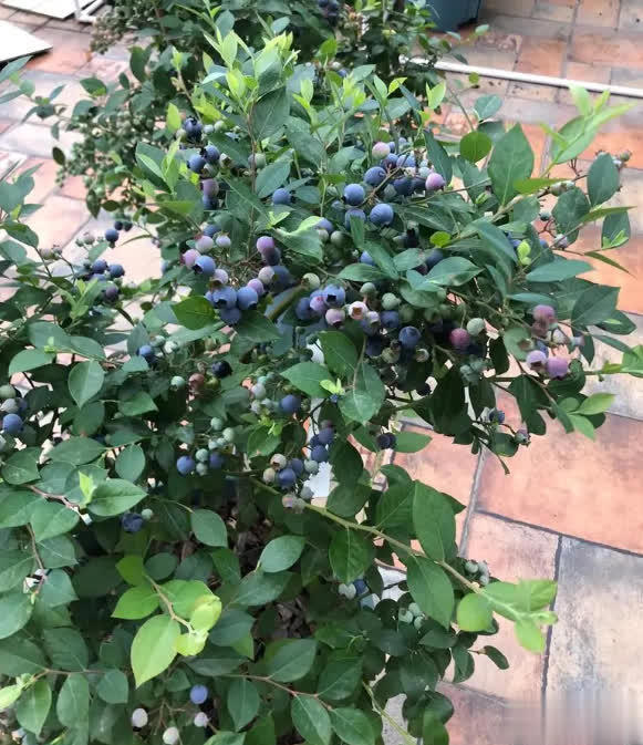 特别适合盆栽的小浆果蓝莓，做好这6点，轻松实现蓝莓果自由！