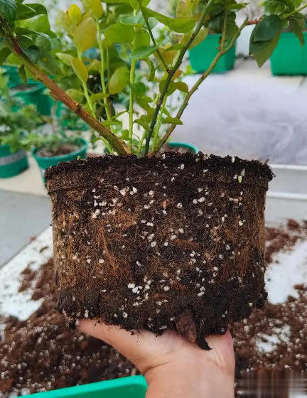 特别适合盆栽的小浆果蓝莓，做好这6点，轻松实现蓝莓果自由！