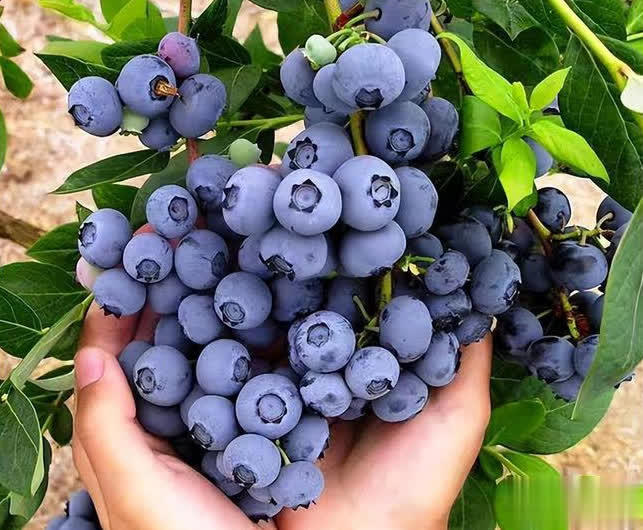 特别适合盆栽的小浆果蓝莓，做好这6点，轻松实现蓝莓果自由！