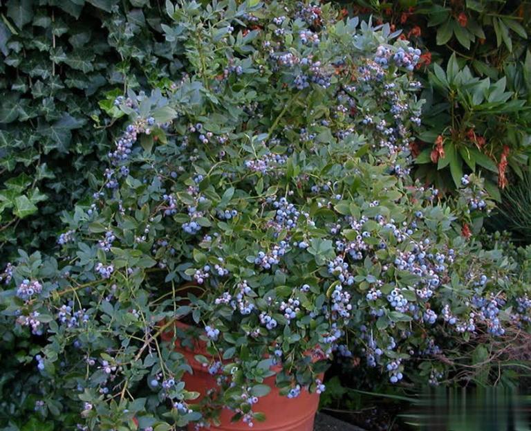 特别适合盆栽的小浆果蓝莓，做好这6点，轻松实现蓝莓果自由！