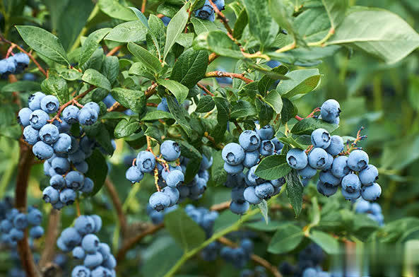 特别适合盆栽的小浆果蓝莓，做好这6点，轻松实现蓝莓果自由！