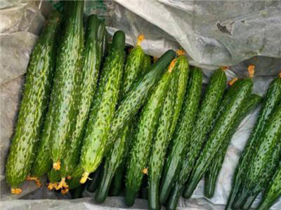 今天才知道激素黄瓜长这样，看完涨知识别买错！