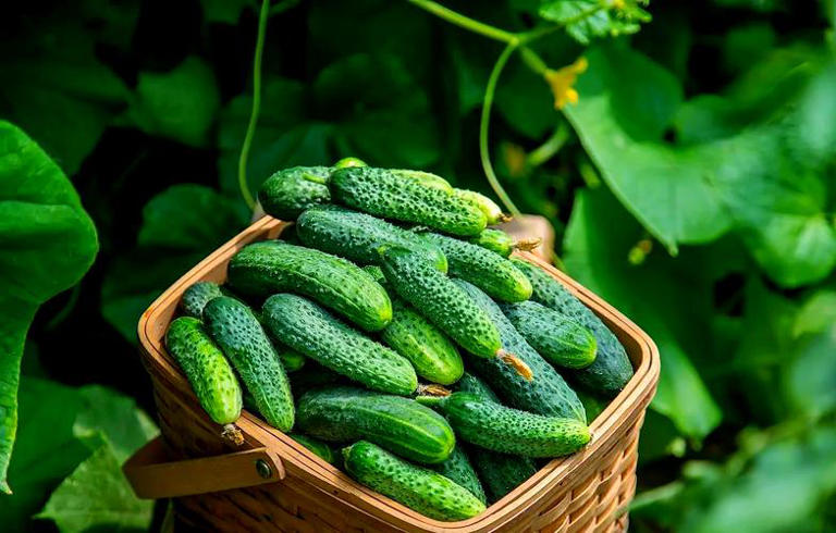 今天才知道激素黄瓜长这样，看完涨知识别买错！