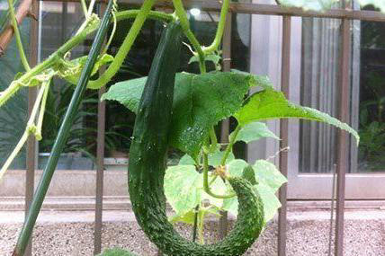 今天才知道激素黄瓜长这样，看完涨知识别买错！