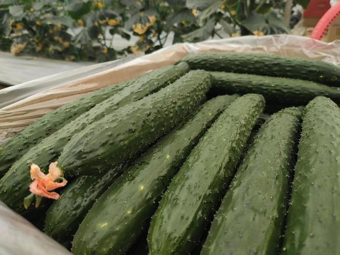 今天才知道激素黄瓜长这样，看完涨知识别买错！