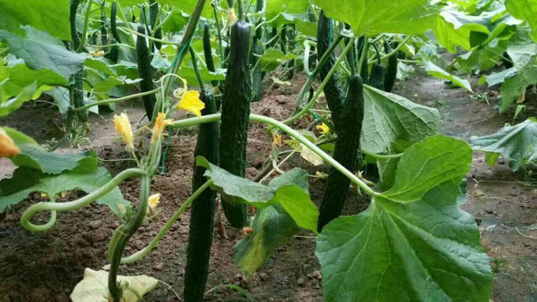 今天才知道激素黄瓜长这样，看完涨知识别买错！