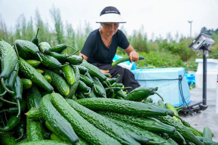 今天才知道激素黄瓜长这样，看完涨知识别买错！