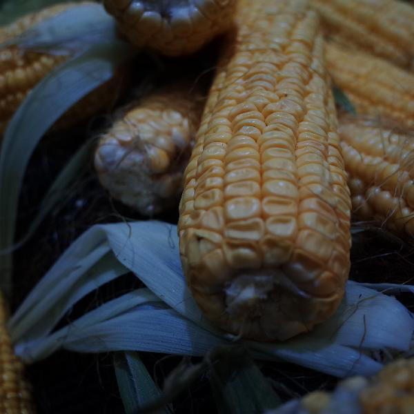  玉米再次被关注！医生：经常吃玉米，不用多久，身体或有5个变化 