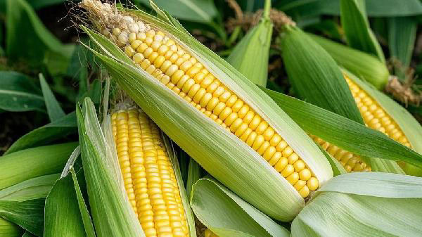 玉米的“死对头”，两者不能同食，吃了就是没病找病