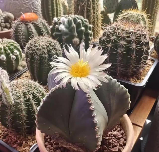 5种花“四季开”，一年365天开不停，家里养一盆，漂亮极了