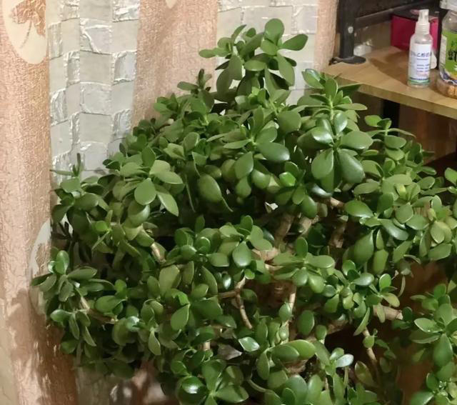 5种花“四季开”，一年365天开不停，家里养一盆，漂亮极了