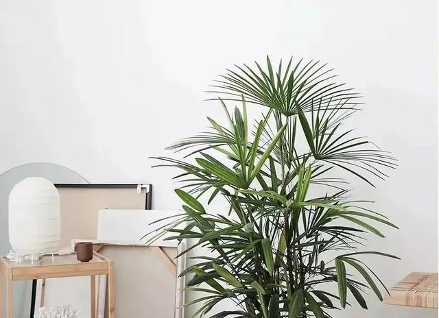 5种花“四季开”，一年365天开不停，家里养一盆，漂亮极了