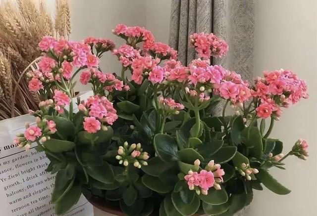 5种花“四季开”，一年365天开不停，家里养一盆，漂亮极了