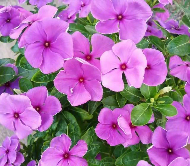 5种花“四季开”，一年365天开不停，家里养一盆，漂亮极了