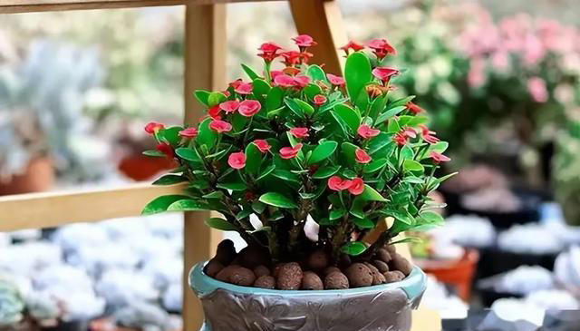 5种花“四季开”，一年365天开不停，家里养一盆，漂亮极了