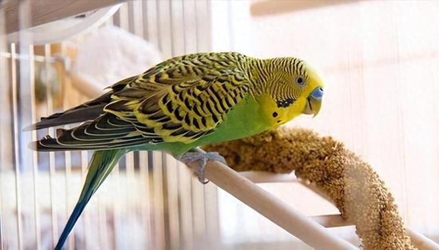 鹦鹉饲养必备知识：打造舒适家，让鹦鹉在家庭中健康成长