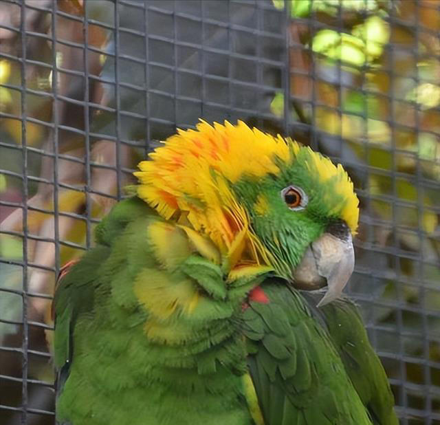 鹦鹉饲养必备知识：打造舒适家，让鹦鹉在家庭中健康成长