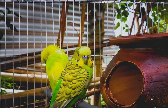 鹦鹉饲养必备知识：打造舒适家，让鹦鹉在家庭中健康成长