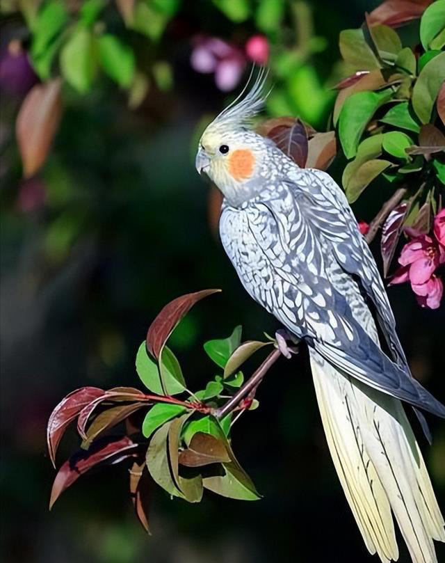 鹦鹉饲养必备知识：打造舒适家，让鹦鹉在家庭中健康成长